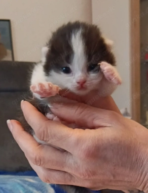 Süße Bkh Kitten zum reservieren frei.