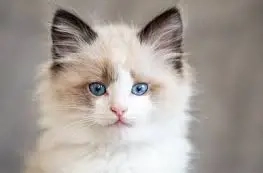 Ich suche ein Ragdoll-Kätzchen.