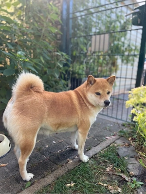 Shiba Inu 