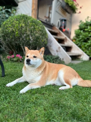 Shiba Inu 