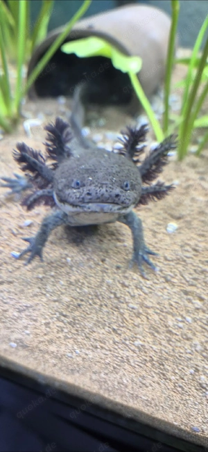 axolotl suchen neues Zuhause 