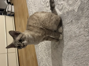 Devon Rex Kater mit Stammbaum   geimpft und mehrfach entwurmt Bild 4