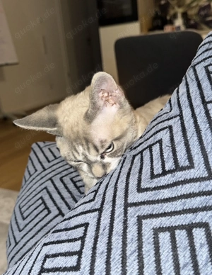 Devon Rex Kater mit Stammbaum   geimpft und mehrfach entwurmt Bild 3