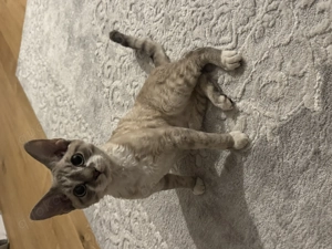 Devon Rex Kater mit Stammbaum   geimpft und mehrfach entwurmt Bild 5
