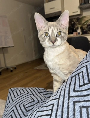 Devon Rex Kater mit Stammbaum   geimpft und mehrfach entwurmt Bild 2
