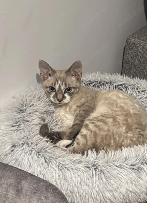 Devon Rex Kater mit Stammbaum   geimpft und mehrfach entwurmt