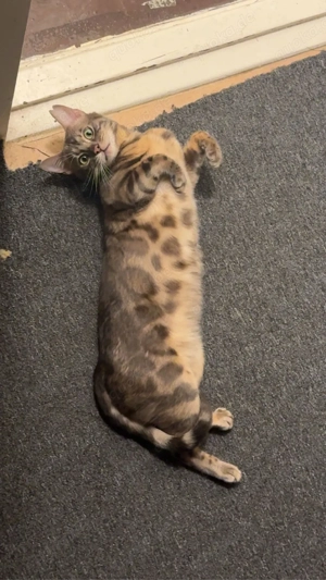 Bengal kater reinrassig