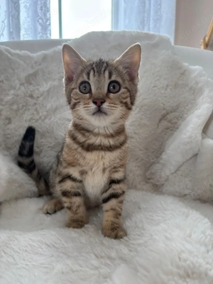Bengal-BKH-Mix Kitten 