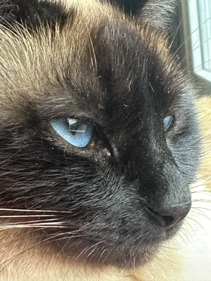 Siam Kitten, Kätzchen - Wurfankündigung Mitte März Bild 5