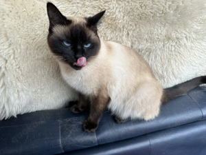 Siam Kitten, Kätzchen - Wurfankündigung Mitte März Bild 7