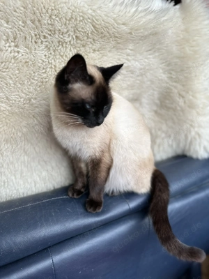 Siam Kitten, Kätzchen - Wurfankündigung Mitte März Bild 6