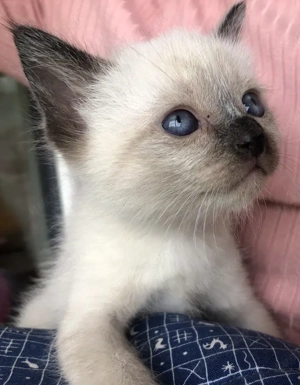 Siam Kitten, Kätzchen - Wurfankündigung Mitte März