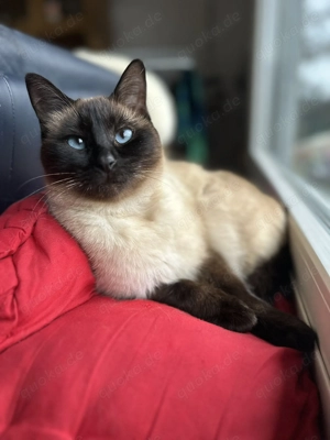 Siam Kitten, Kätzchen - Wurfankündigung Mitte März Bild 4