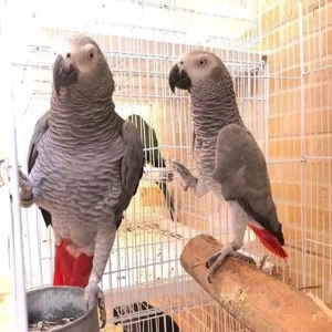 bereit für ein neues Zuhause