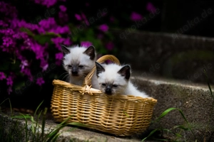 Siam Kitten, Kätzchen - Wurfankündigung Mitte März Bild 2