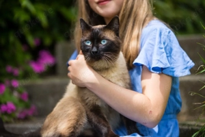 Siam Kitten, Kätzchen - Wurfankündigung Mitte März Bild 9