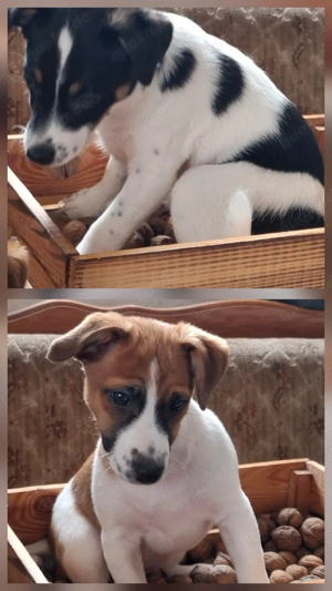 Jack-Russel-Welpen 