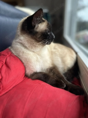 Siam Kitten, Kätzchen - Wurfankündigung Mitte März Bild 3