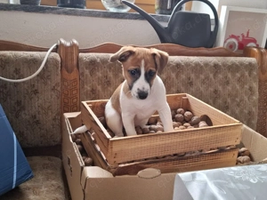 Jack-Russel-Welpen  Bild 2