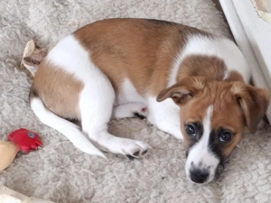 Jack-Russel-Welpen  Bild 4