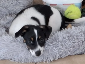 Jack-Russel-Welpen  Bild 3