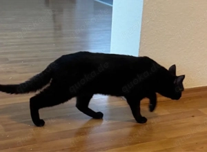 Amaro, ein Fell wie Seide