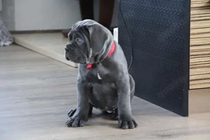 Wunderschöne Cane Corse Welpen 