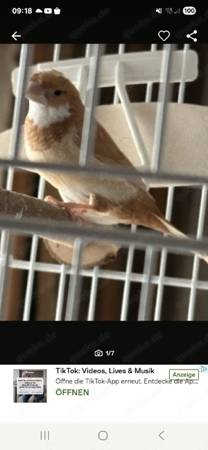 Suche Japanisches Mövchen  Henne