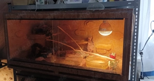 Kornnattern + Terrarium