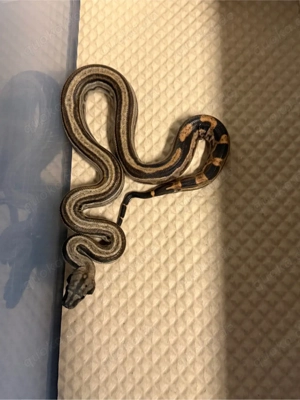 Boa Constrictor Sumoton