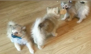 Welpen  Pomeranian -DeutscherSpiz