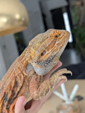 Schweren Herzens Bartagamen Bock abzugeben 