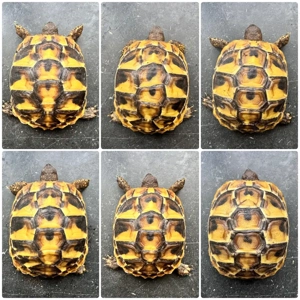 Griechische Landschildkröten THB 