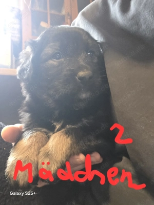 Zucker süße Welpen abzugeben Mischling 