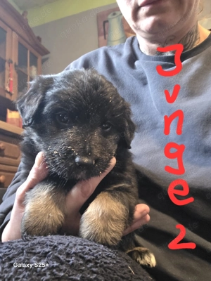 Zucker süße Welpen abzugeben Mischling 