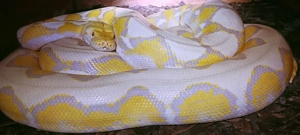 Netzpython (1,0 3m+)