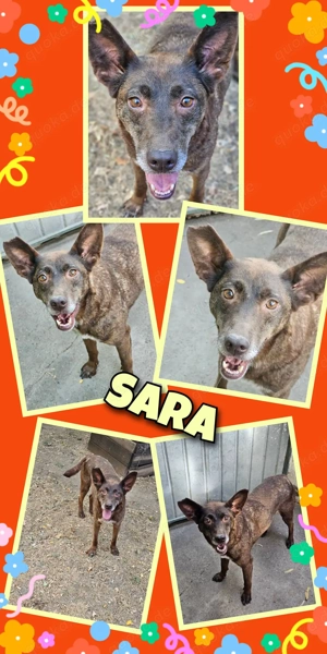 offene, lustige, hübsche, menschenbezogene Hündin "Sara" sucht ein schönes Zuhause
