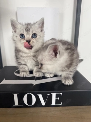 Britisch Kurzhaar Kitten *Auszug 14.03.2026*