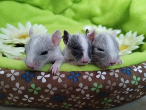Super süßer Degu Nachwuchs,Sonderfarben:Lilac-Blue-non-Schoko-schecke suchen demnächst Heugeber!