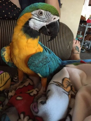 Wunderschöne Papageien suchen ein neues Zuhause