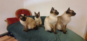 6 Süße Siamkitten, 7 Monate alt suchen tolles Zuhause