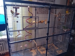 Ziegensittiche mit Käfig 