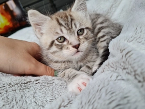 Maine Coon x Britisch Kurzhaar   Traumkätzchen zu verkaufen