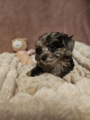 Zwerg Pudel x Chihuahua Chipoo