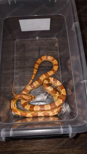 Kornnatter Subadult (06-24)