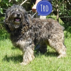 Tro, rüstiger Gos d Atura, Katalanischer Schäferhund