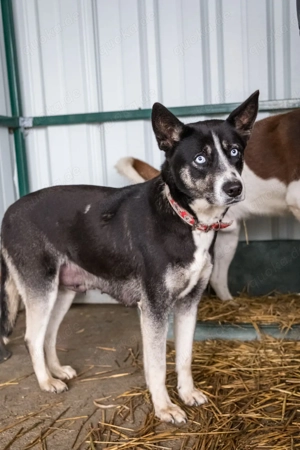 Freya mit eisblauen Augen 