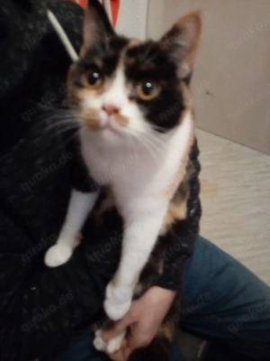 BKH Mädchen sucht dringend gutes Zuhause 