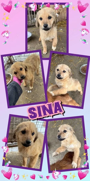 bezauberndes Welpenmädchen "Sina" hast DU ein Körbchen für mich frei ?