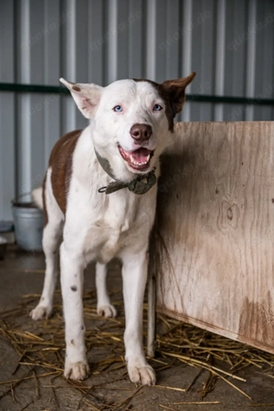 Odin   Ein Husky-Mix der leisen Töne sucht sein Glück
